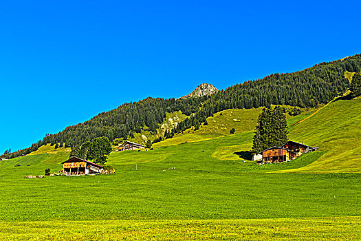 高山,草地,山,农场,防护,树林,靠近,瑞士,欧洲