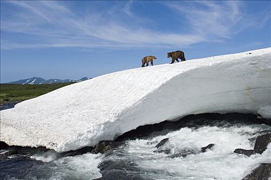 棕熊,一对,上方,河,堪察加半岛,俄罗斯