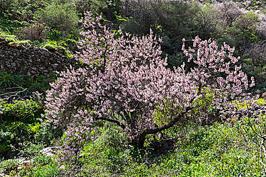 花,杏树,扁桃,峡谷,靠近,大卡纳利岛,加纳利群岛,西班牙,欧洲