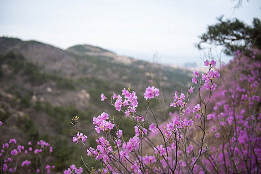 青岛大珠山春季风光盛开的杜鹃花