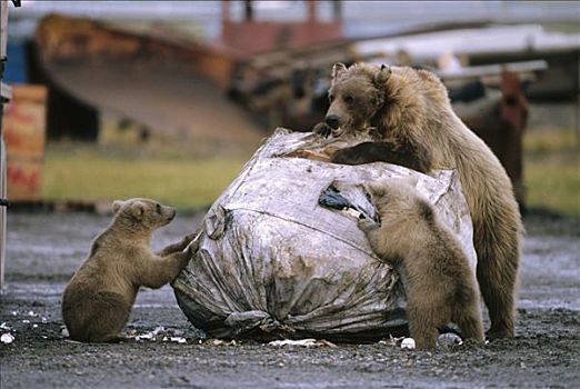 大灰熊,棕熊,母熊,喂食,垃圾堆,北方,斜坡,阿拉斯加