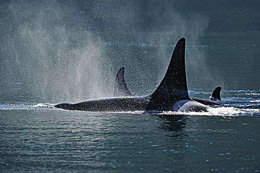 逆戟鲸,进食,领土,约翰斯顿海峡,温哥华岛,不列颠哥伦比亚省,加拿大