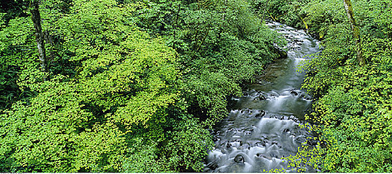 河,树林,瀑布山,俄勒冈,美国