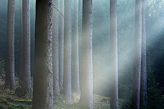 早晨,雾气,树林,哈尔茨山,下萨克森,德国