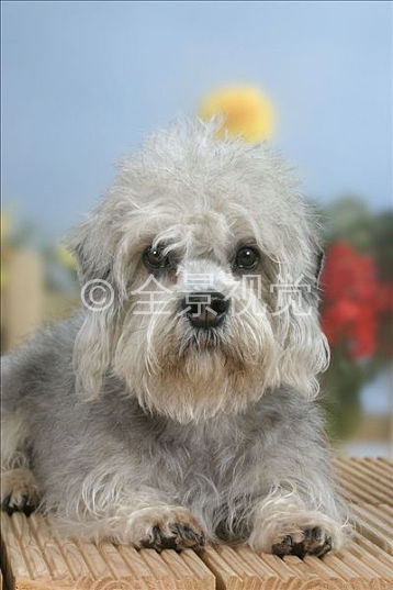 巴西梗犬图片