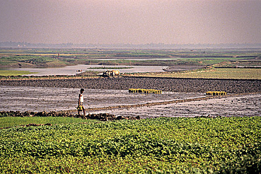 湿地,耕地,陆地,干燥,季节,农民,农作物,稻田,孟加拉