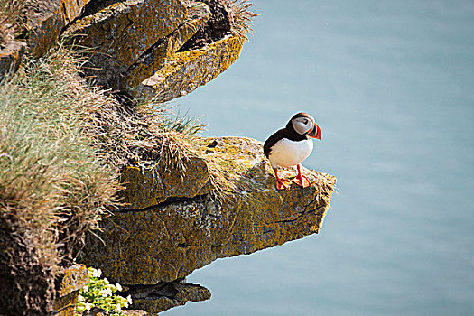 大西洋角嘴海雀,角嘴海雀,北极,坐,石台,悬崖,冰岛,欧洲