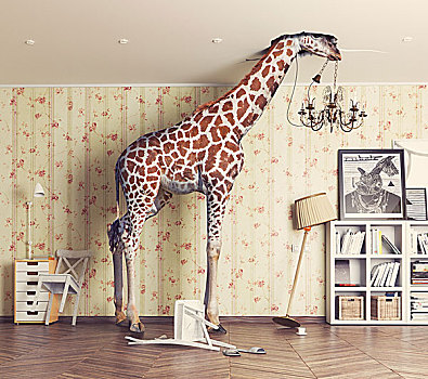 长颈鹿,天花板,客厅,照片,组合,概念