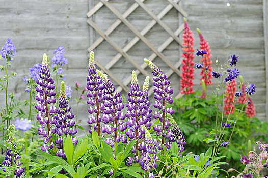 羽扇豆,花,旁侧,花园栅栏,诺福克,英格兰,英国,欧洲
