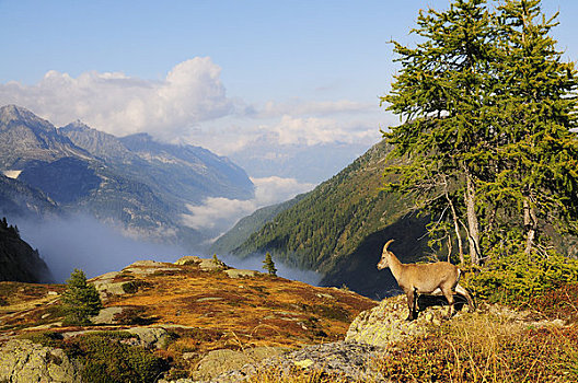 阿尔卑斯野山羊,顶峰,夏蒙尼,法国