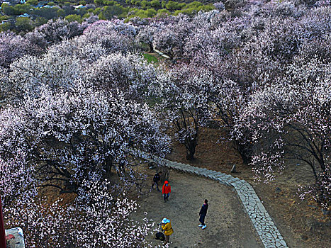 西藏,风光,建筑,花海,山沟,梨花,桃花,林芝,村庄