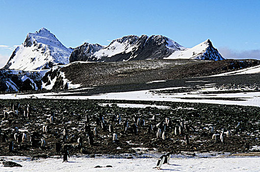 南极,南,岛屿,阿德利企鹅,帽带企鹅
