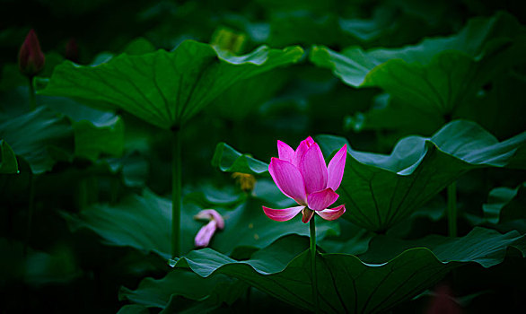 荷花特写