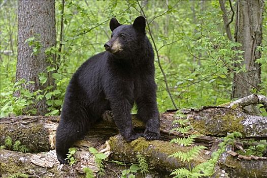黑熊,站立,登录,树林,阿拉斯加,夏天