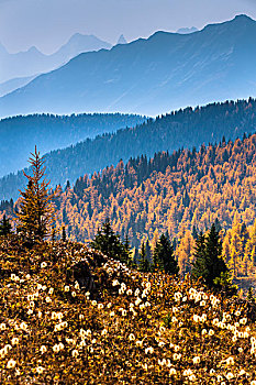 山脉,秋天的落叶,沿,岩石,岛,步道,阳光牧场,省立公园,英属哥伦比亚大学,加拿大