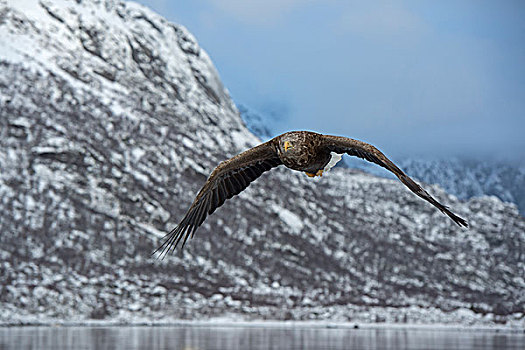 白尾鹰,罗弗敦群岛,挪威,欧洲