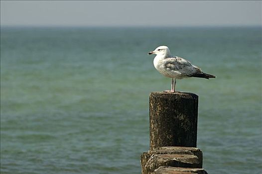 不成熟,银鸥,坐,木质,杆,海岸,波罗的海,德国