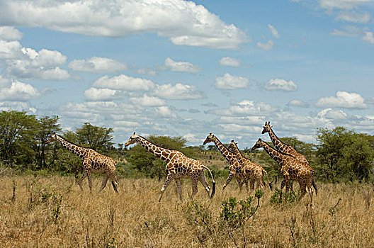 网纹状,长颈鹿,梅鲁,国家,公园,肯尼亚,非洲