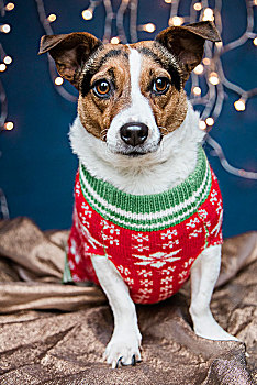 狗,穿,圣诞节