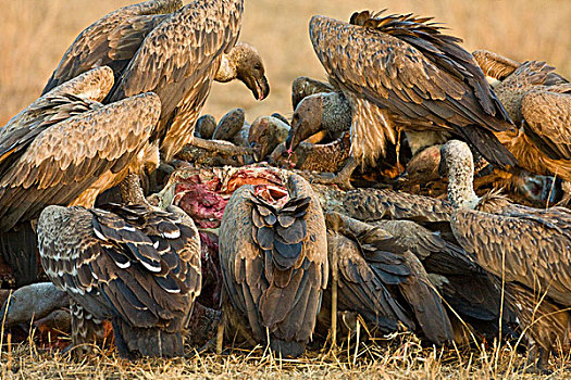 非洲,坦桑尼亚,白背兀鹫,河马,杀,塞伦盖蒂国家公园