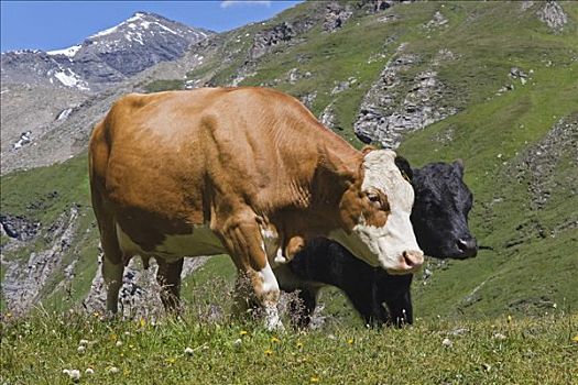 母牛,草场,高,高山,道路,国家公园,陶安,卡林西亚,奥地利