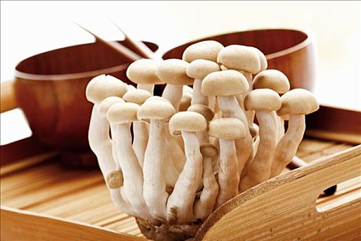 蘑菇,木质,托盘