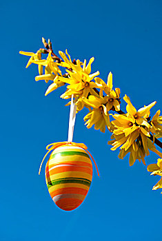 复活节,蛋,悬挂,连翘属植物