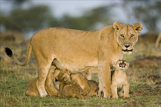 狮子,家庭,马赛马拉,肯尼亚,非洲