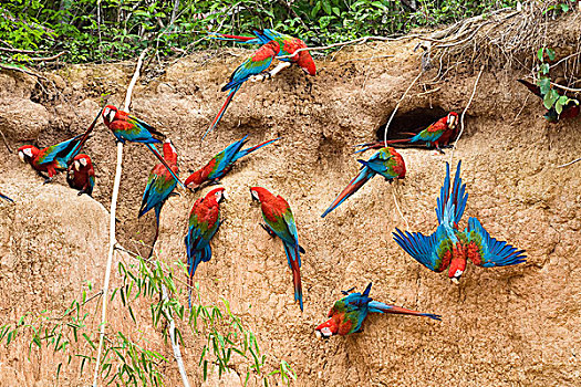 红绿金刚鹦鹉,绿翅金刚鹦鹉,成群,秘鲁