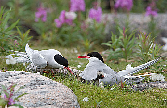 北极燕鸥,父母,喂食,鱼,幼禽,哈得逊湾,加拿大