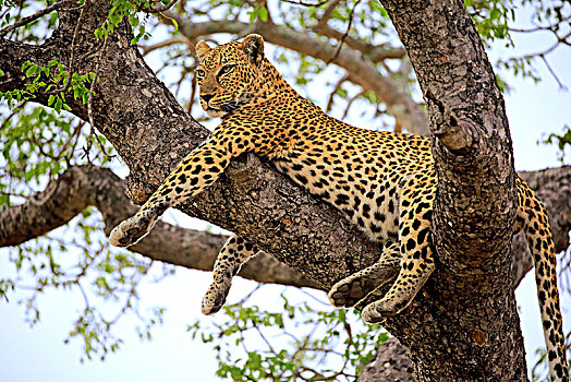 豹,成年,树上,专注,看,沙子,禁猎区,克鲁格国家公园,南非,非洲