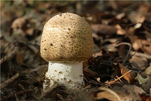 大蘑菇