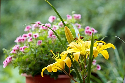 特写,花,黄色,百合