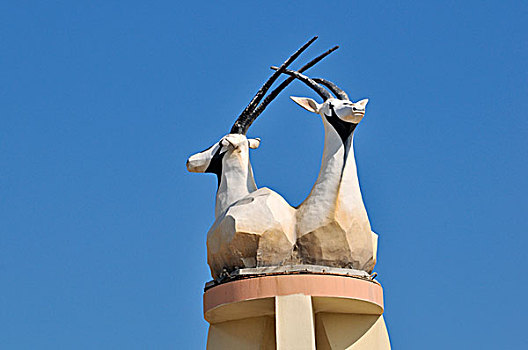 长角羚羊,多哈,卡塔尔,阿联酋,中东
