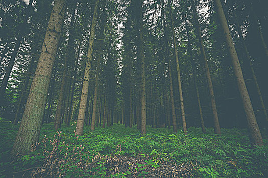 暗色,松树,树林,树,排