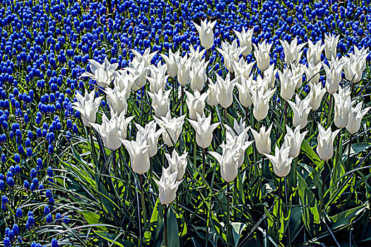花坛,白色,郁金香,郁金香属,库肯霍夫公园,荷兰,欧洲