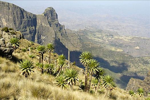 山景,巨大,山梗莱属植物,山峦,国家公园,埃塞俄比亚,非洲