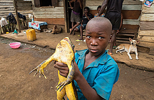 男孩,拿着,青蛙,省,喀麦隆,非洲