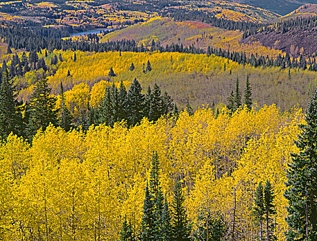 美国,科罗拉多,国家森林,秋天,彩色,白杨,针叶树,大幅,尺寸