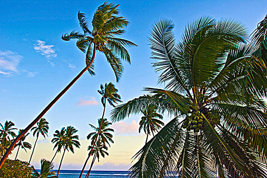 斐济群岛,棕榈树,椰树,斐济,南太平洋,大洋洲