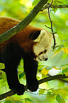 红熊猫,小熊猫,在树上