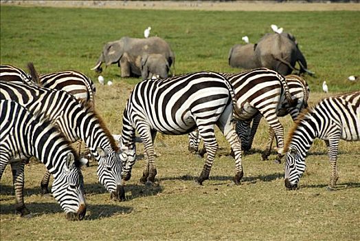 斑马,大象,放牧,安伯塞利国家公园,肯尼亚