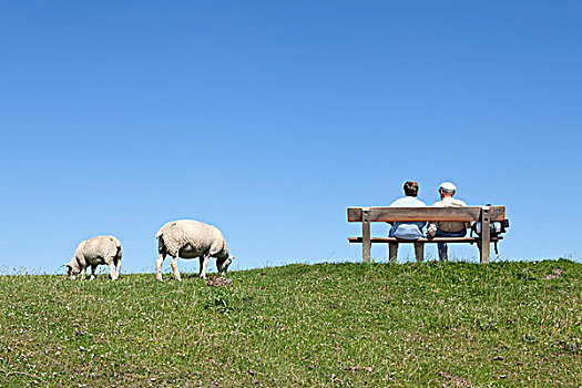 伴侣,长椅,绵羊,佩卢旺姆,北方,弗里斯兰省,石荷州,德国,欧洲