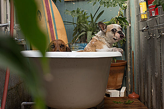 巴塞特猎犬,湿,法国牛头犬,浴缸,看镜头