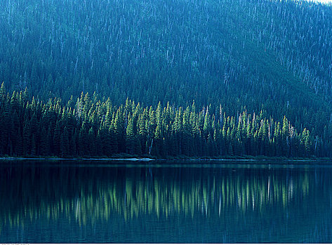 树,反射,湖,瓦特顿湖国家公园,艾伯塔省,加拿大