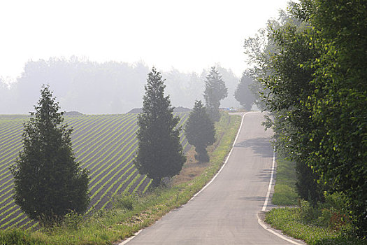 晨雾,上方,道路