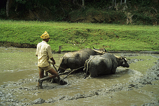 斯里兰卡,农民,耕作,地点,水,水牛