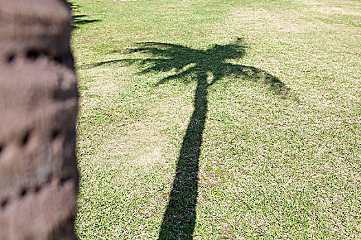影子,棕榈树