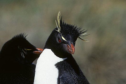 福克兰群岛,北方,特写,凤冠企鹅