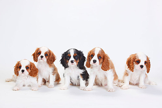 查尔斯王犬,小狗,三种颜色,布伦海姆,坐,靠近,相互,白色背景